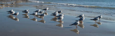 Many little gulls on beach in Bulgaria, Europe