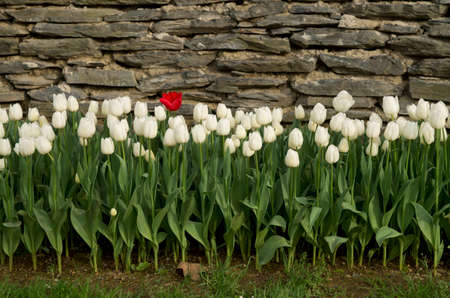 One red tulip and many white tulips in front of a stone wall in the sunny springの写真素材