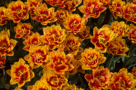 Many colorful Peony Double tulips in the spring  close upの写真素材