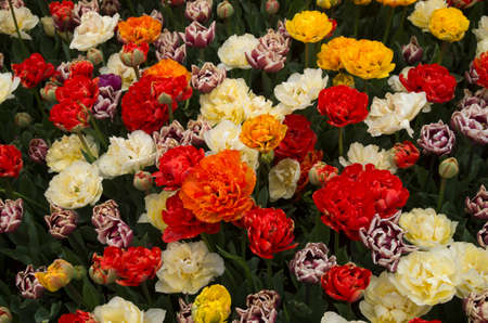 Many colorful Peony Double tulips in the spring  close up