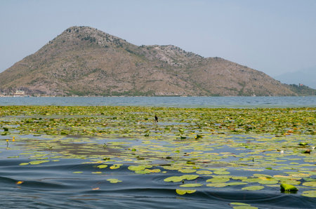 View from boat for ride of the national park Lake Skadar in Montenegro, Europeの写真素材