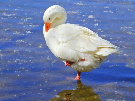 A white goose sleeps in the lake with one paw upの写真素材