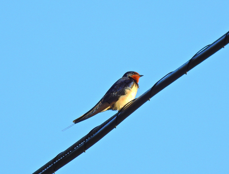 As the sunset begins, the little swallows stop in the cables waiting for the sleep time to eatの写真素材