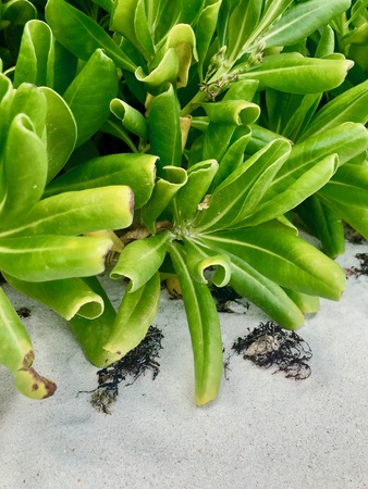 Lush green Crassulaceae (stonecrop family) is planning on the beach of Barbados (Caribbean Island)