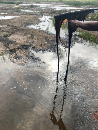 Natural Asphalt at the La Brea Pitchlake Trinidad (Caribbean island of Trinidad and Tobago)の写真素材