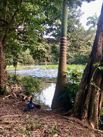 Beautiful untouched nature with a lake at the Pointe-?-Pierre Wild Fowl Trust (offers environmental education & the conservation of wetlands & waterfowl within the Petrotrin oil refinery) in Trinidadの写真素材