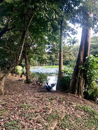 Beautiful untouched nature with a lake at the Pointe-?-Pierre Wild Fowl Trust (offers environmental education & the conservation of wetlands & waterfowl within the Petrotrin oil refinery) in Trinidadの写真素材