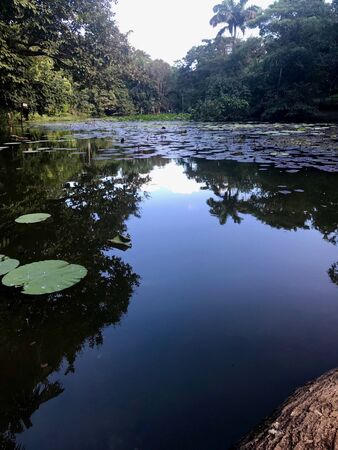 Beautiful untouched nature with a lake at the Pointe-?-Pierre Wild Fowl Trust (offers environmental education & the conservation of wetlands & waterfowl within the Petrotrin oil refinery) in Trinidadの写真素材