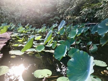 Beautiful idyllic untouched nature (wetland) with sunshine
