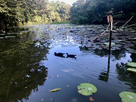 Beautiful untouched nature with a lake at the Pointe-?-Pierre Wild Fowl Trust (offers environmental education & the conservation of wetlands & waterfowl within the Petrotrin oil refinery) in Trinidadの写真素材