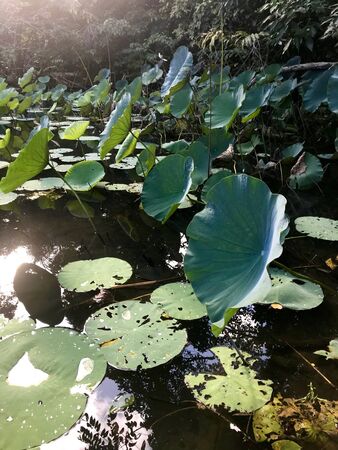 Beautiful untouched nature with a lake at the Pointe-?-Pierre Wild Fowl Trust (offers environmental education & the conservation of wetlands & waterfowl within the Petrotrin oil refinery) in Trinidadの写真素材