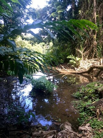 Beautiful untouched nature with a lake at the Pointe-?-Pierre Wild Fowl Trust (offers environmental education & the conservation of wetlands & waterfowl within the Petrotrin oil refinery) in Trinidadの写真素材