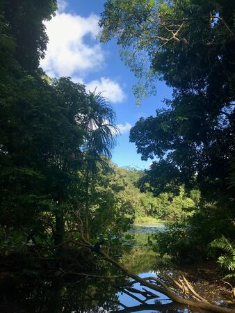 Beautiful untouched nature with a lake at the Pointe-?-Pierre Wild Fowl Trust (offers environmental...