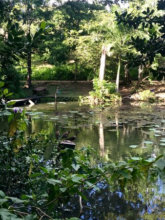 Beautiful untouched nature with a lake at the Pointe-?-Pierre Wild Fowl Trust (offers environmental education & the conservation of wetlands & waterfowl within the Petrotrin oil refinery) in Trinidadの写真素材