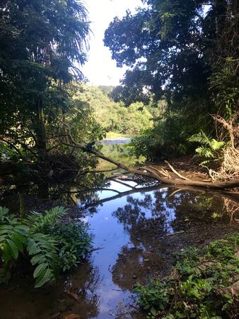 Beautiful untouched nature with a lake at the Pointe-?-Pierre Wild Fowl Trust (offers environmental education & the conservation of wetlands & waterfowl within the Petrotrin oil refinery) in Trinidadの写真素材