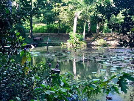 Beautiful untouched nature with a lake at the Pointe-?-Pierre Wild Fowl Trust (offers environmental education & the conservation of wetlands & waterfowl within the Petrotrin oil refinery) in Trinidadの写真素材