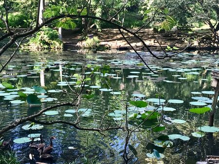 Beautiful untouched nature with a lake at the Pointe-?-Pierre Wild Fowl Trust (offers environmental education & the conservation of wetlands & waterfowl within the Petrotrin oil refinery) in Trinidadの写真素材