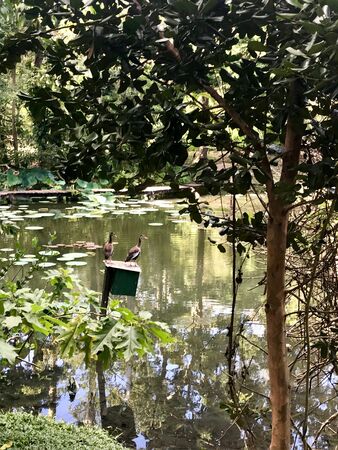 Beautiful untouched nature with a lake at the Pointe-?-Pierre Wild Fowl Trust (offers environmental education & the conservation of wetlands & waterfowl within the Petrotrin oil refinery) in Trinidadの写真素材