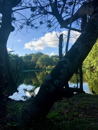 Beautiful untouched nature with a lake at the Pointe-?-Pierre Wild Fowl Trust (offers environmental education & the conservation of wetlands & waterfowl within the Petrotrin oil refinery) in Trinidadの写真素材