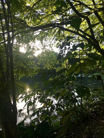Beautiful untouched nature with a lake at the Pointe-?-Pierre Wild Fowl Trust (offers environmental education & the conservation of wetlands & waterfowl within the Petrotrin oil refinery) in Trinidadの写真素材