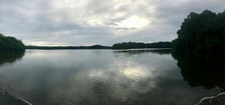 Mangrove wetland of the Caroni Swamp and Bird Sanctuary boat excursion on the Caribbean island of Trinidad & Tobagoの写真素材