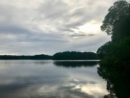 Mangrove wetland of the Caroni Swamp and Bird Sanctuary boat excursion on the Caribbean island of Trinidad & Tobagoの写真素材