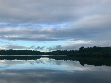 Caroni Swamp and Bird Sanctuary on the Caribbean island of Trinidad and Tobago (West Indies)
