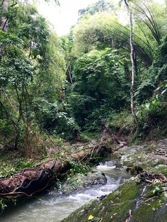Lush greenery and cascading water near the beautiful Argyle Falls near Roxborough on the Caribbean island of Tobago (West Indies)の写真素材