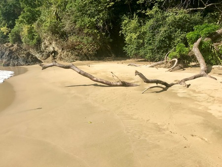 Large piece of driftwood (limb of a tree) at idyllic Pirate's Bay with untouched nature near Charlotteville on the Caribbean island of Trinidad and Tobagoの写真素材