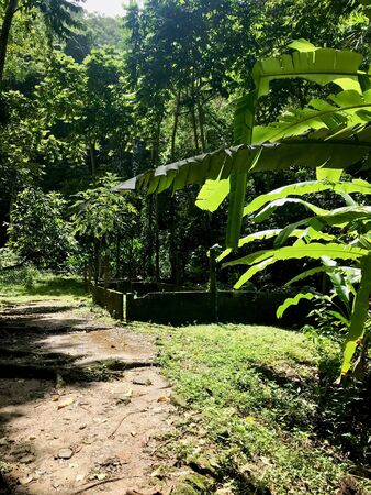 Idyllic path leading to the Castara Waterfall in Tobago (Caribbean Island of Trinidad and Tobago)の写真素材