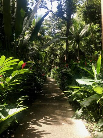 Path through untouched lush nature at a gully at Saint Thomas Parish of Barbados (Caribbean Island of the West Indies)の写真素材