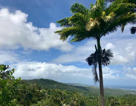 Look out point with gigantic palm trees at a gully at Saint Thomas Parish of Barbados (Caribbean Island of the West Indies)の写真素材