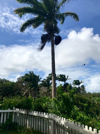 Look out point with gigantic palm trees at a gully at Saint Thomas Parish of Barbados (Caribbean Island of the West Indies)の写真素材