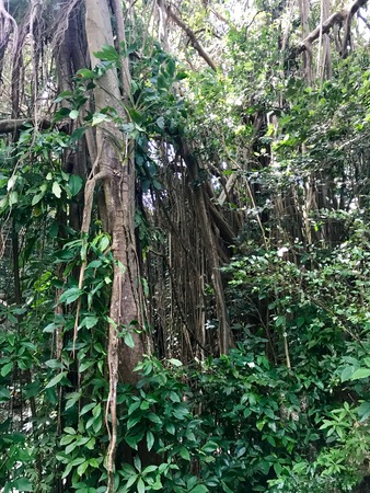 Untouched lush nature at a gully at the Saint Thomas Parish of Barbados (Caribbean Island of the West Indies)の写真素材