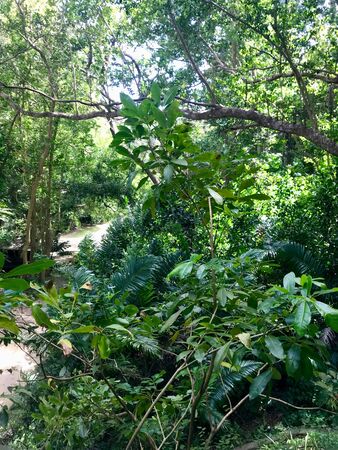Untouched nature in the gully of the Saint Thomas Parish - Barbados (Caribbean Island of the West Indies)の写真素材