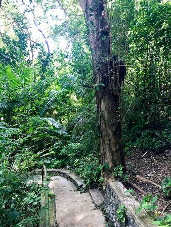 Path through untouched lush nature at a gully at Saint Thomas Parish of Barbados (Caribbean Island of the West Indies)の写真素材