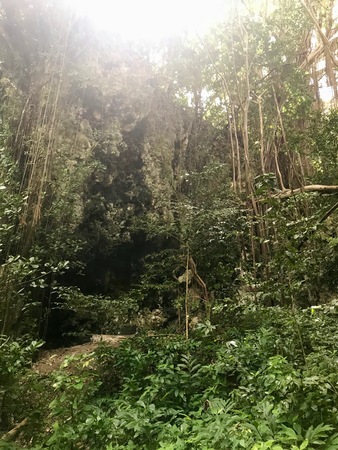 Untouched lush nature at a gully at the Saint Thomas Parish of Barbados (Caribbean Island of the West Indies)の写真素材