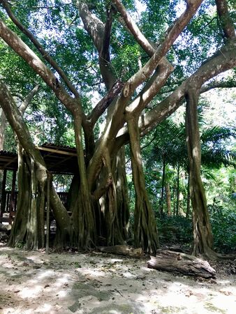 Untouched nature in the gully of the Saint Thomas Parish - Barbados (Caribbean Island of the West Indies)の写真素材
