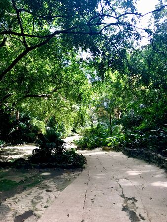 Path through untouched lush nature at a gully at Saint Thomas Parish of Barbados (Caribbean Island of the West Indies)の写真素材