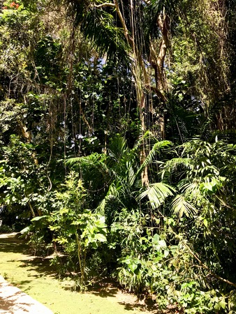 Untouched lush green nature at a gully at Saint Thomas Parish of Barbados (Caribbean Island of the West Indies)の写真素材