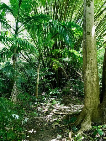 Untouched lush green nature at a gully at Saint Thomas Parish of Barbados (Caribbean Island of the West Indies)の写真素材