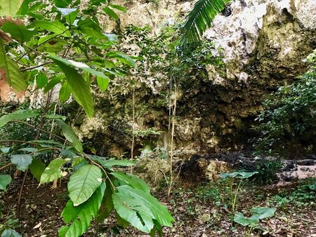 Untouched lush green nature at a gully at Saint Thomas Parish of Barbados (Caribbean Island of the West Indies)の写真素材