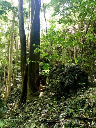 Untouched lush green nature at a gully at Saint Thomas Parish of Barbados (Caribbean Island of the West Indies)の写真素材