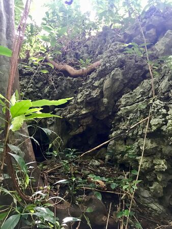 Untouched lush green nature at a gully at Saint Thomas Parish of Barbados (Caribbean Island of the...