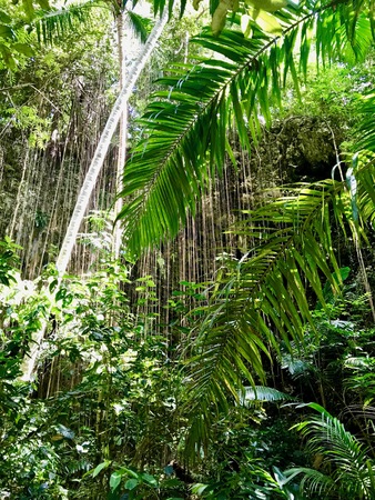 Untouched nature in the Saint Thomas Parish - Barbados (Caribbean Island of the West Indies)の写真素材