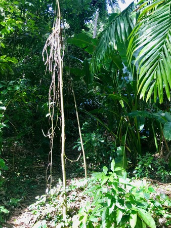 Untouched nature in the Saint Thomas Parish - Barbados (Caribbean Island of the West Indies)の写真素材