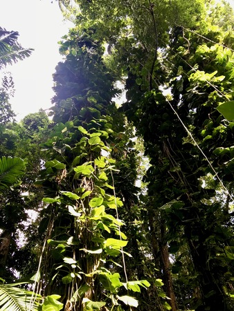 Untouched nature in the Saint Thomas Parish - Barbados (Caribbean Island of the West Indies)の写真素材