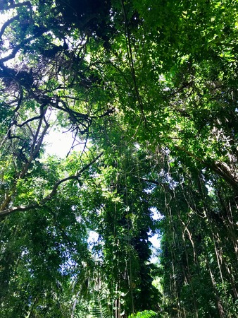 Untouched nature in the Saint Thomas Parish - Barbados (Caribbean Island of the West Indies)の写真素材