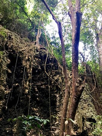 Untouched lush green nature at a gully at Saint Thomas Parish of Barbados (Caribbean Island of the West Indies)の写真素材