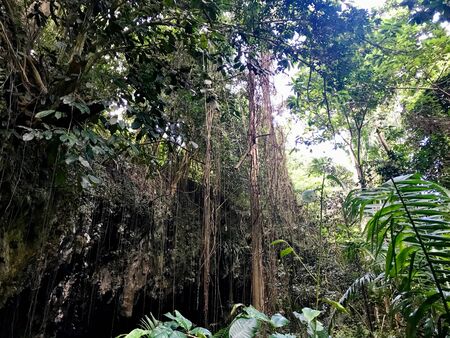 Untouched nature at a gully in the Saint Thomas Parish of Barbados (Caribbean Island of the West Indies)の写真素材